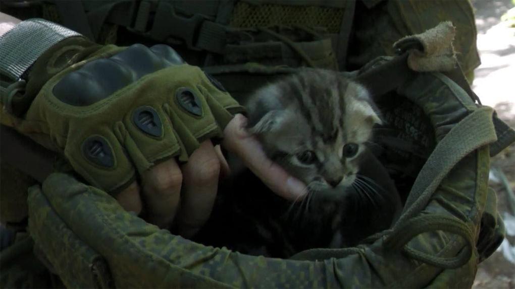 Солдаты-омичи спасли котенка в зоне спецоперации