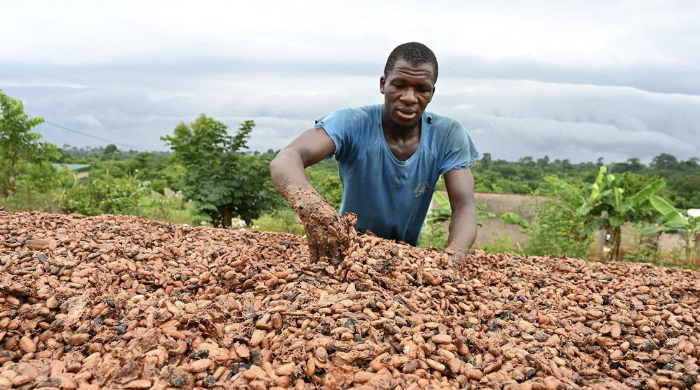 Что происходит на рынке какао и почему какао-бобы ...